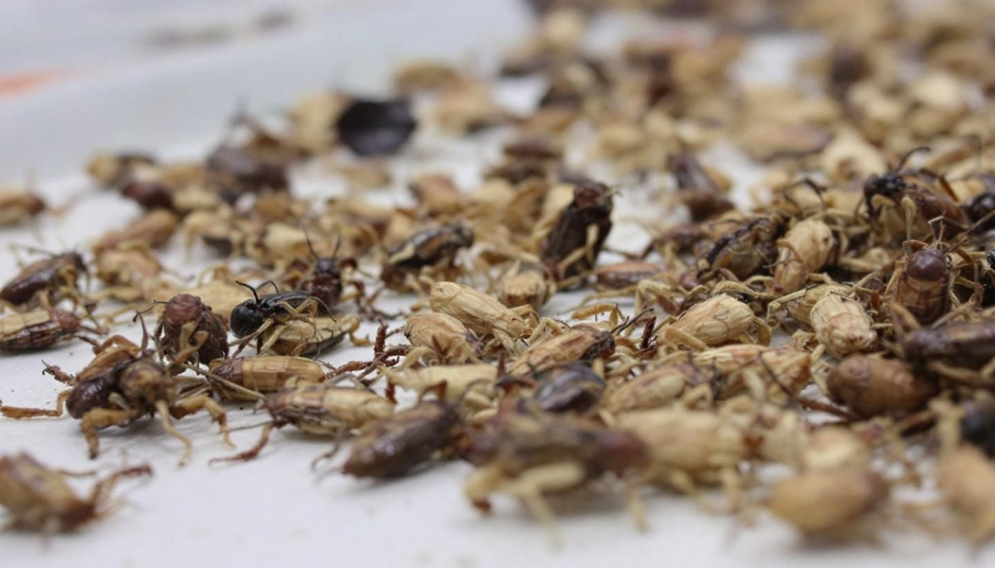 Comment les insectes séchés révolutionnent l'alimentation animale ?